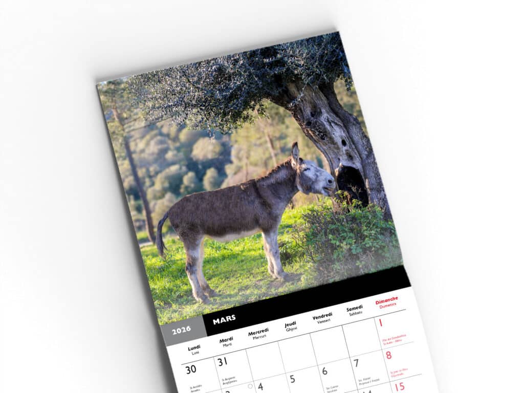 Boutique Souvenir de Corse